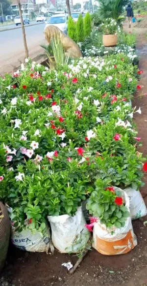 Mandeville Flowers