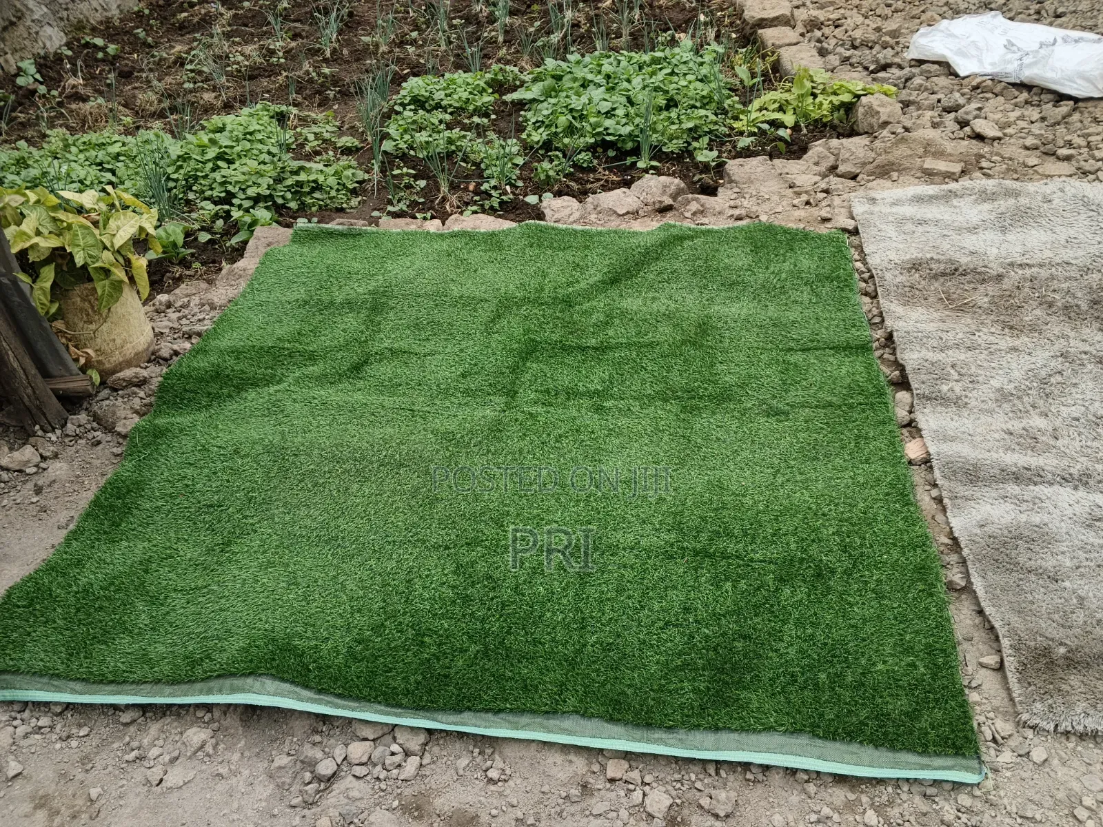 Grass Carpet