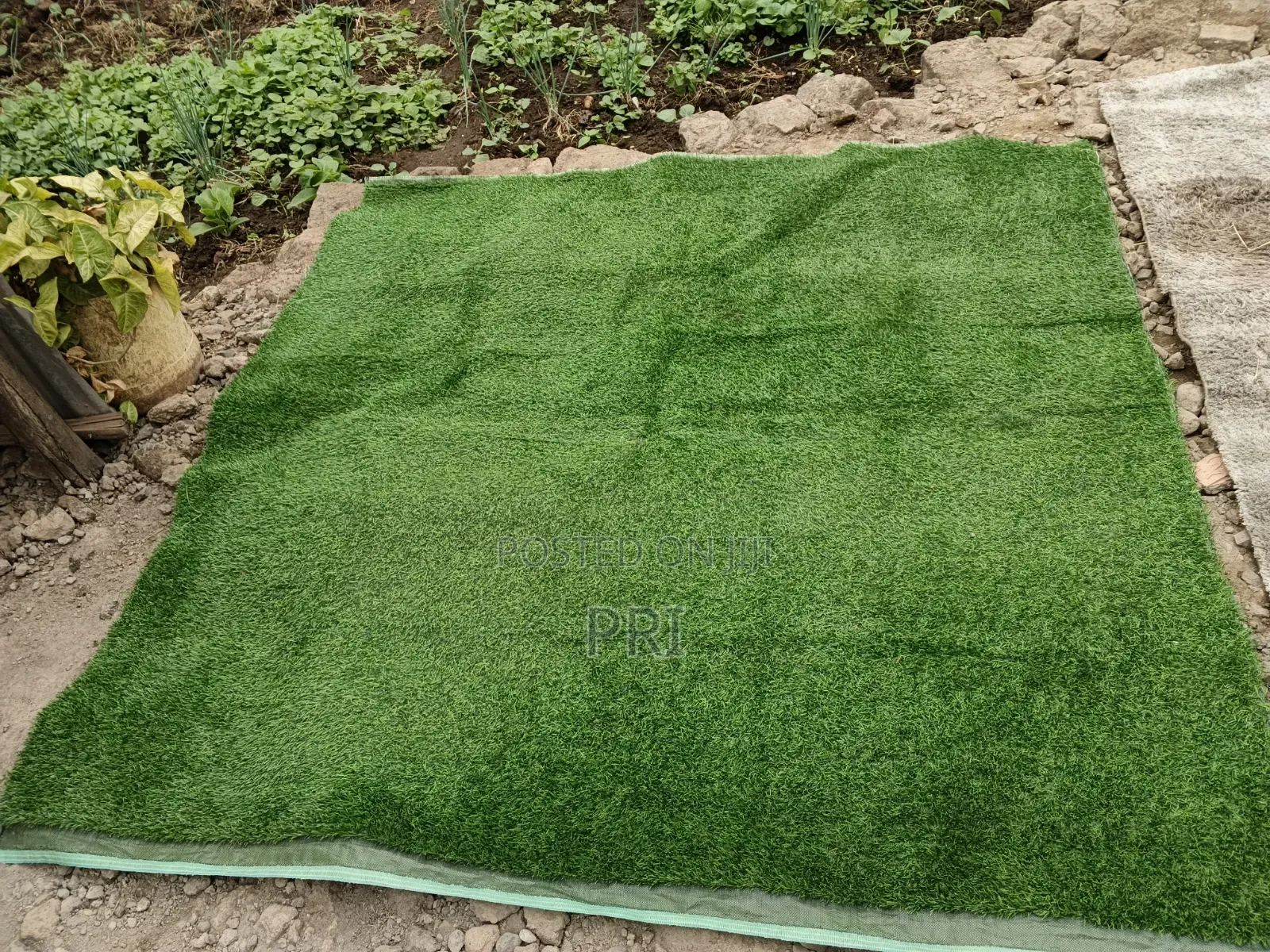 Grass Carpet