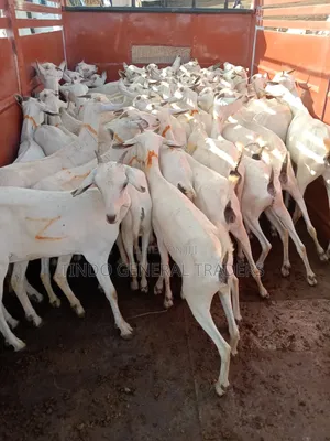 Somali Galla Goats