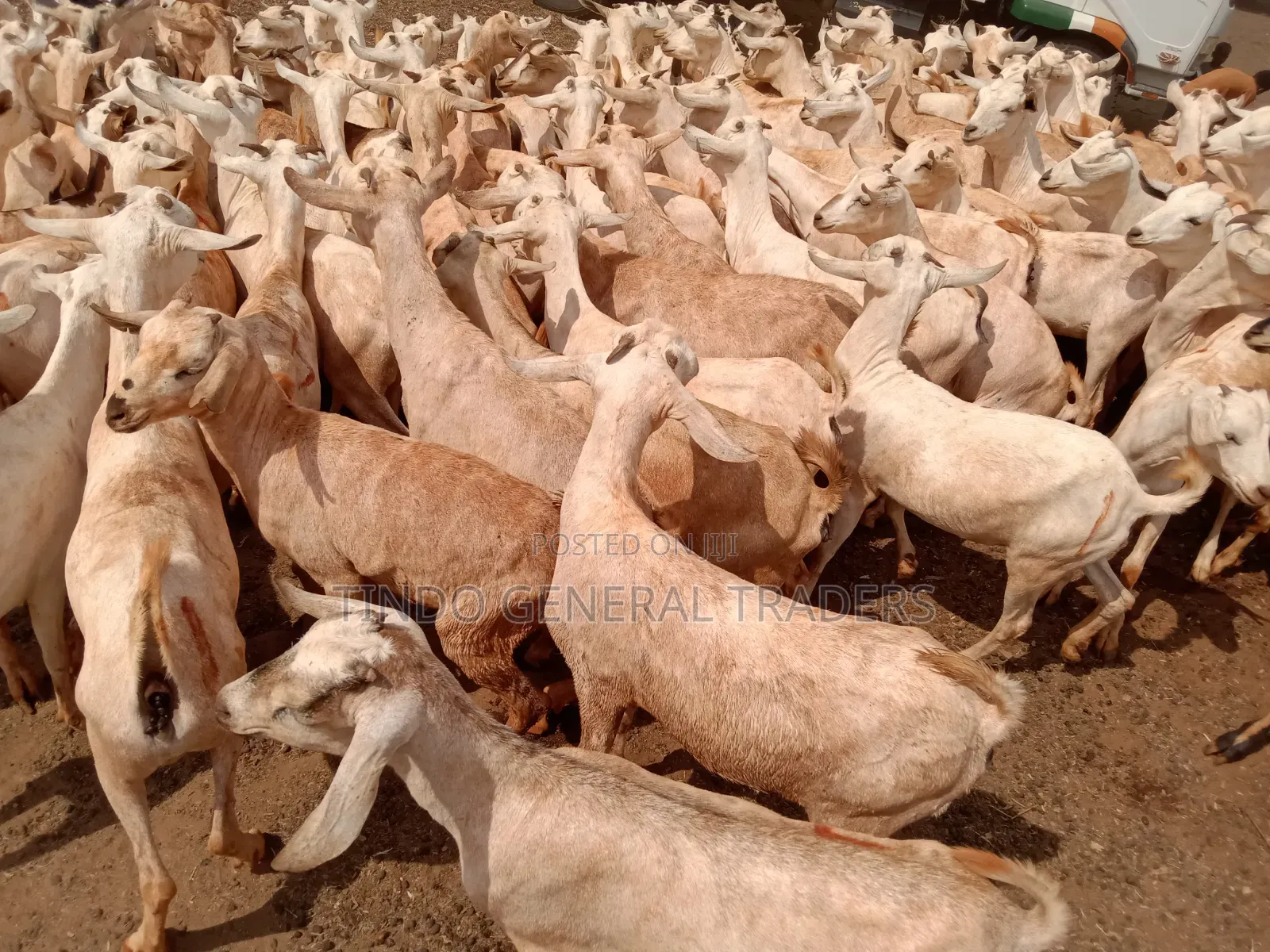 Somali Galla Goats