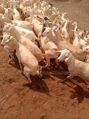 Somali Galla Goats