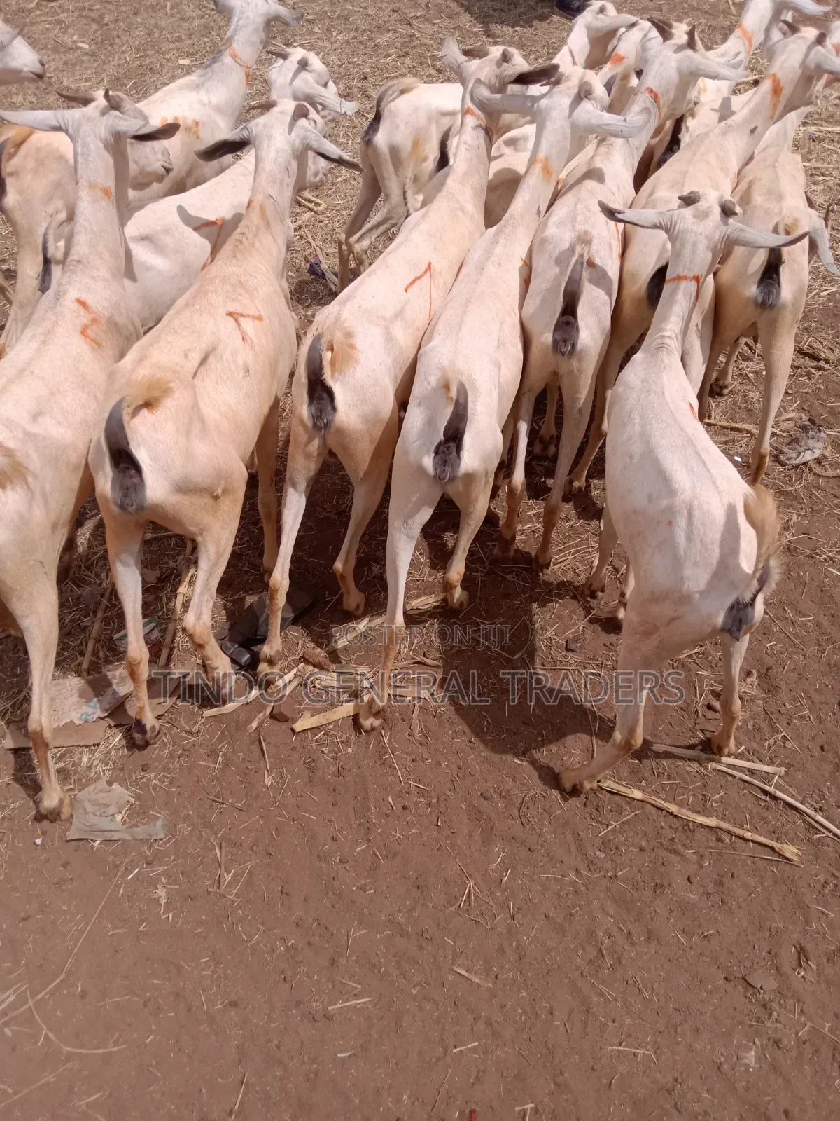 Somali Galla Goats