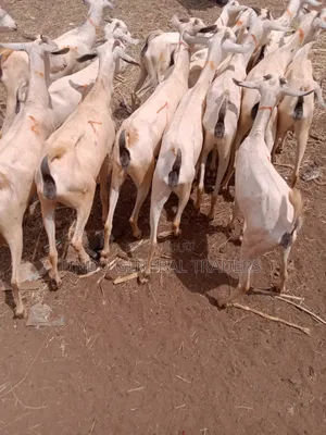 Somali Galla Goats