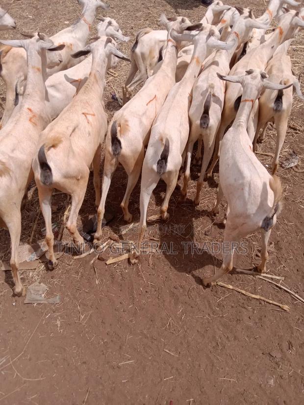 Somali Galla Goats - thumbnail 5