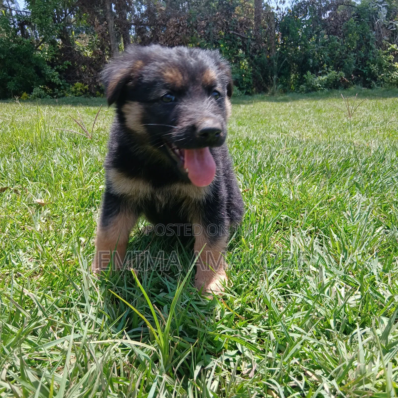 1-3 months Female Mixed Breed German Shepherd