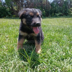 1-3 months Female Mixed Breed German Shepherd