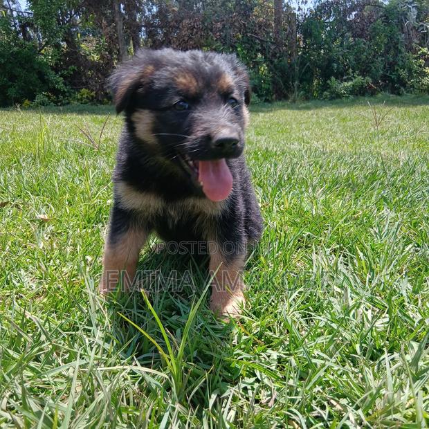 1-3 months Female Mixed Breed German Shepherd