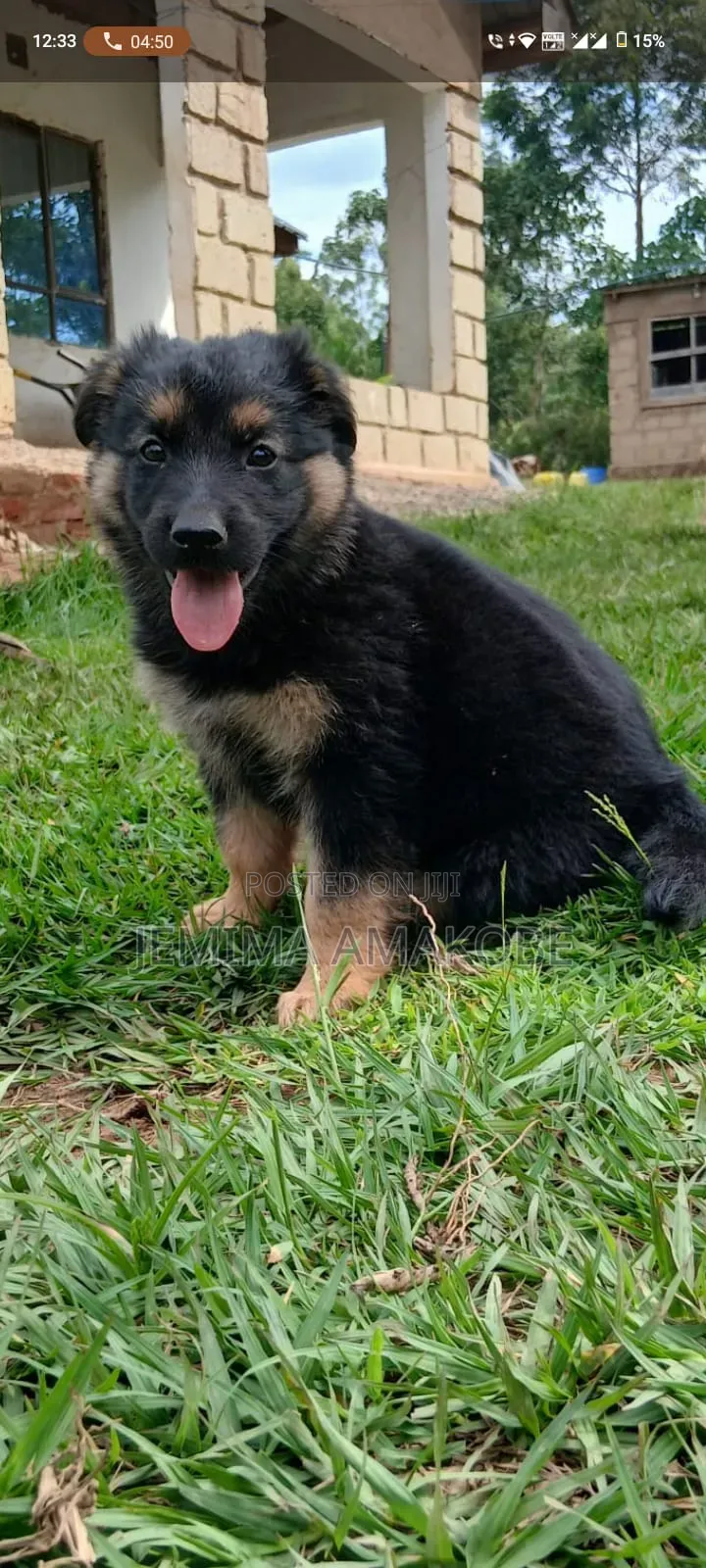 1-3 months Female Mixed Breed German Shepherd