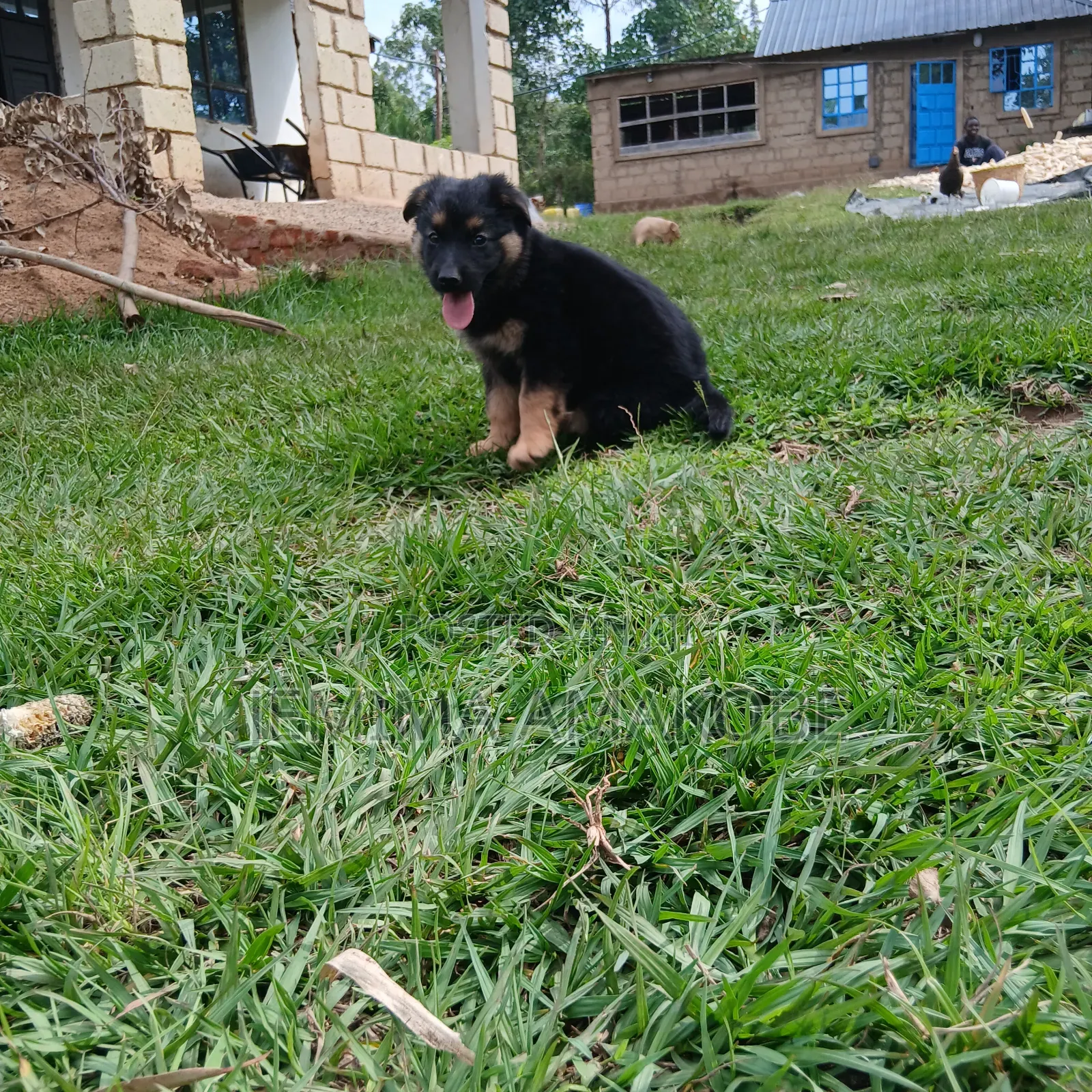 1-3 months Female Mixed Breed German Shepherd