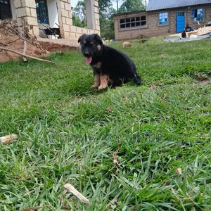 1-3 months Female Mixed Breed German Shepherd