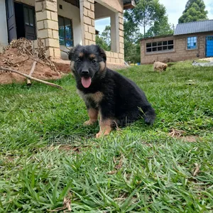 1-3 months Female Mixed Breed German Shepherd