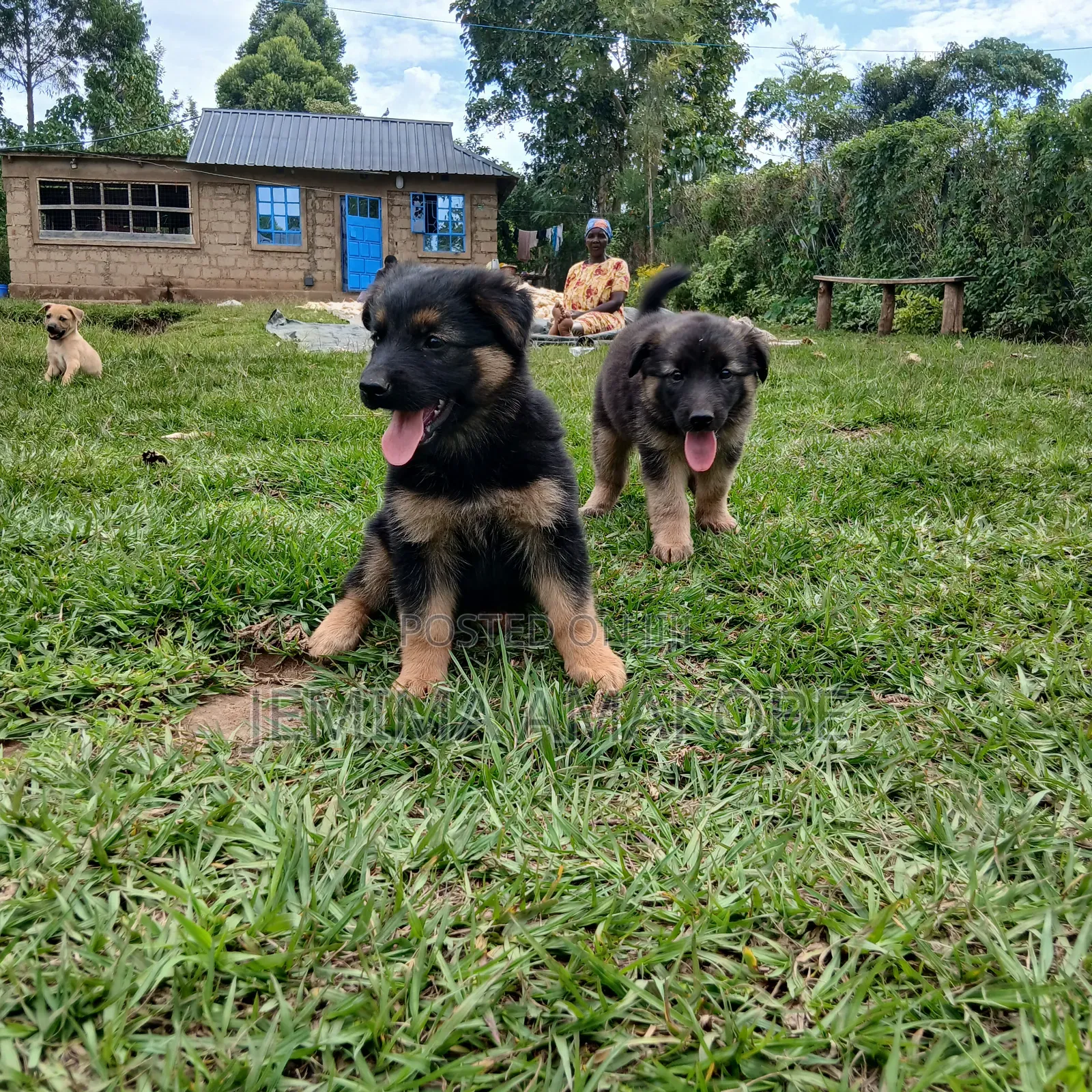 1-3 months Female Mixed Breed German Shepherd
