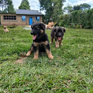 1-3 months Female Mixed Breed German Shepherd