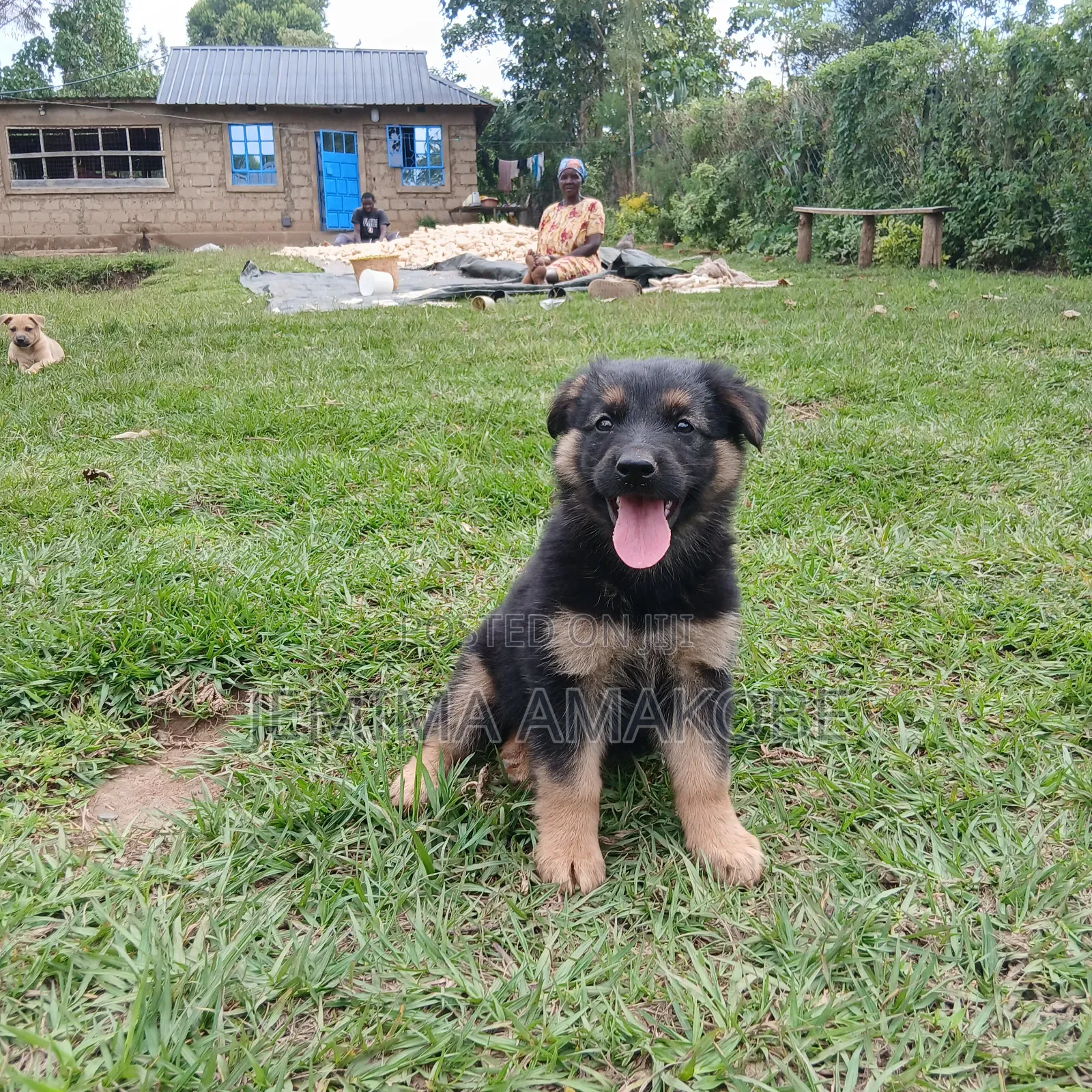 1-3 months Female Mixed Breed German Shepherd