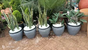 Potted Snake Plants