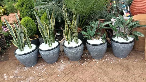 Potted Flowers Snake Plants