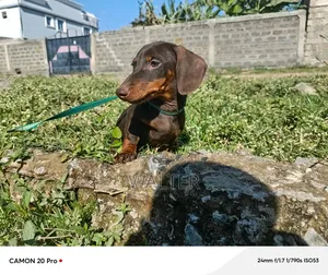 1-3 months Male Purebred Dachshund