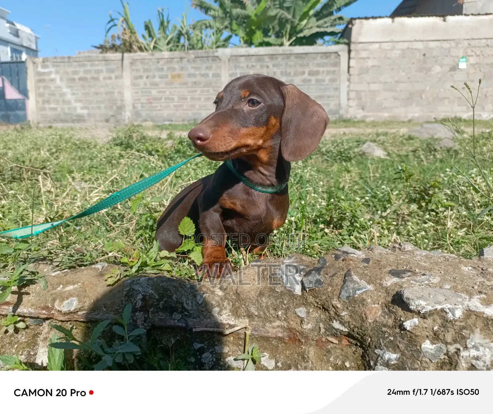 1-3 months Male Purebred Dachshund