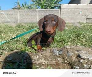 1-3 months Male Purebred Dachshund