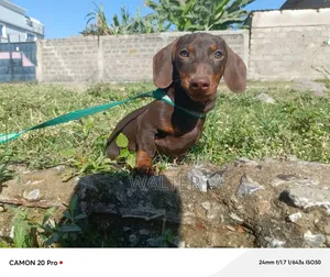 1-3 months Male Purebred Dachshund