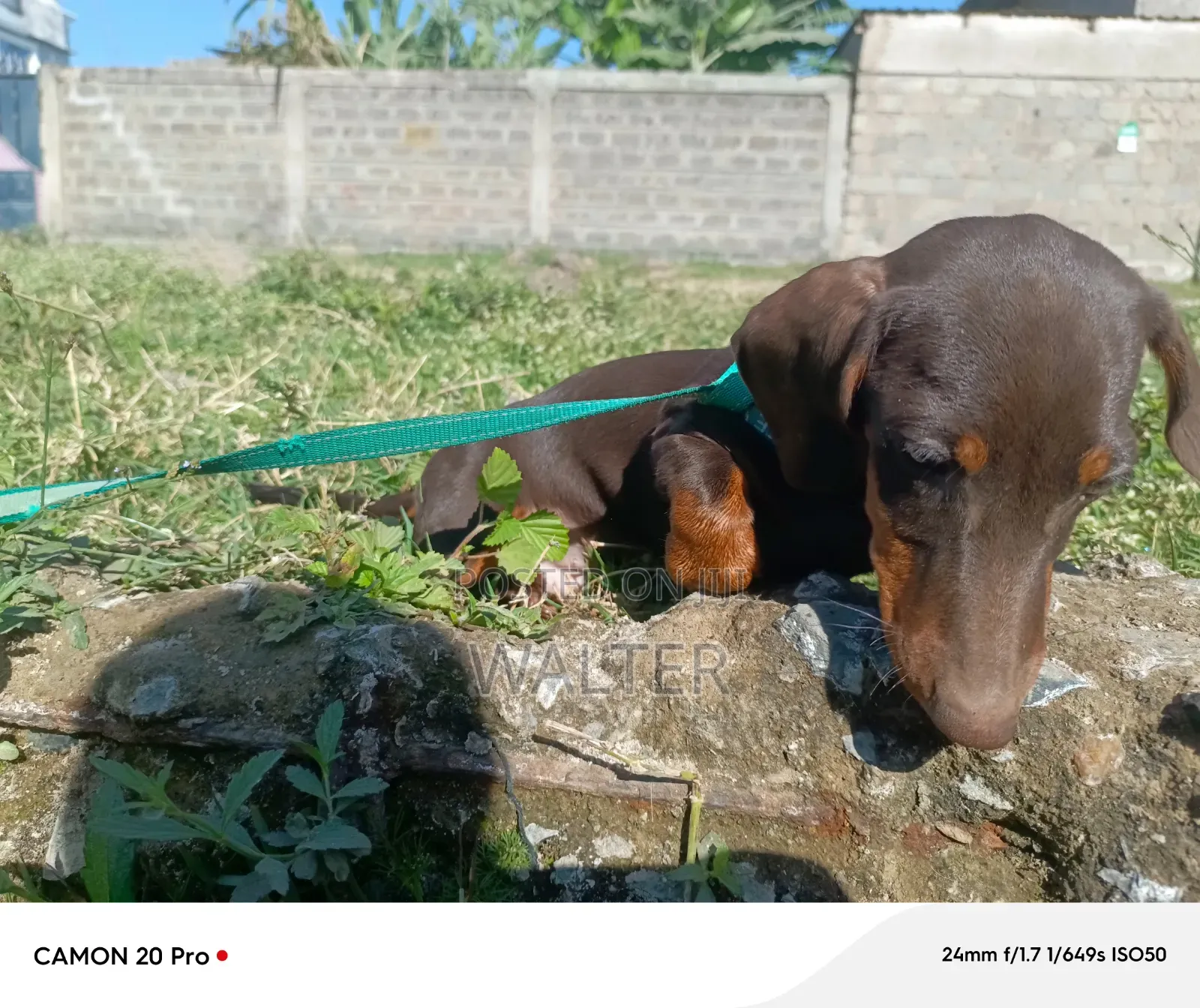 1-3 months Male Purebred Dachshund