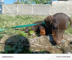 1-3 months Male Purebred Dachshund