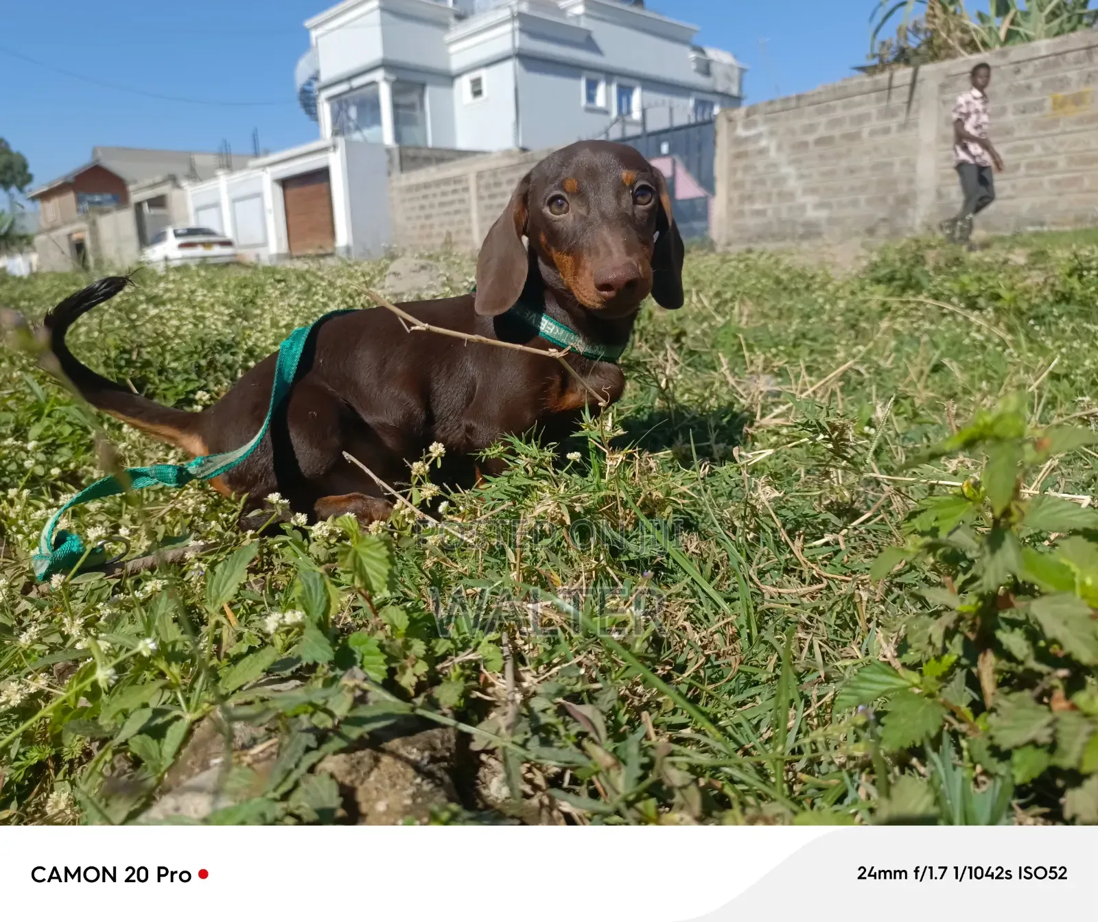 1-3 months Male Purebred Dachshund