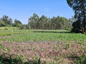 2 Acres DOROFU