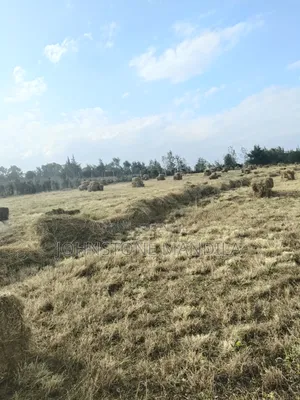 Boma Rhodes Hay - Very Clean and Fresh