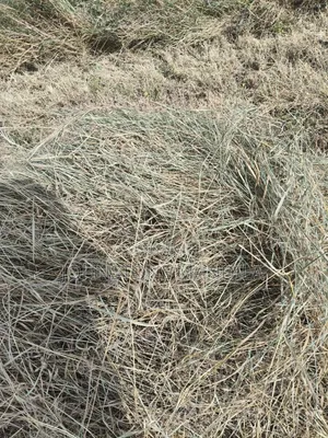 Boma Rhodes Hay - Very Clean and Fresh