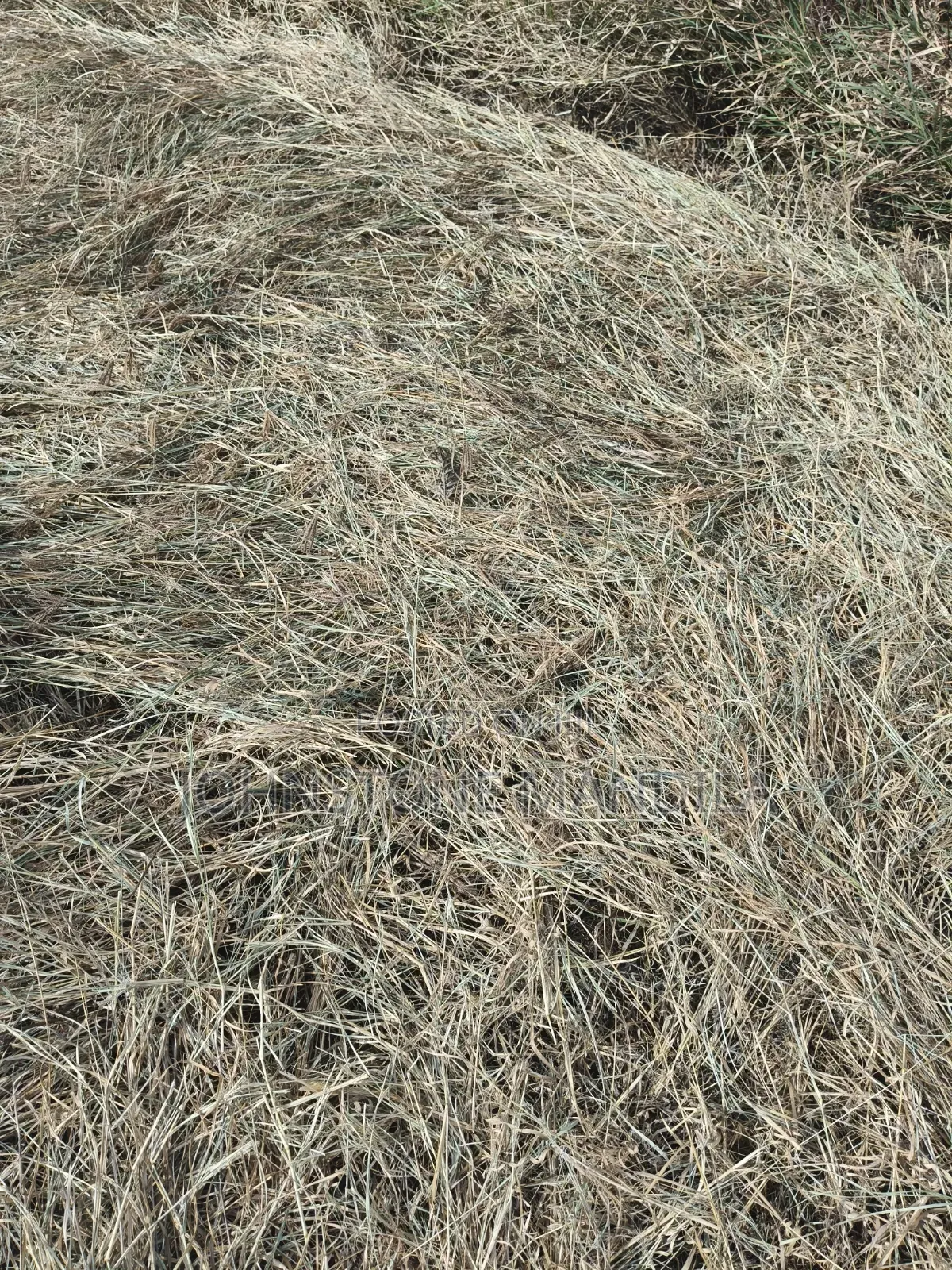 Boma Rhodes Hay - Very Clean and Fresh