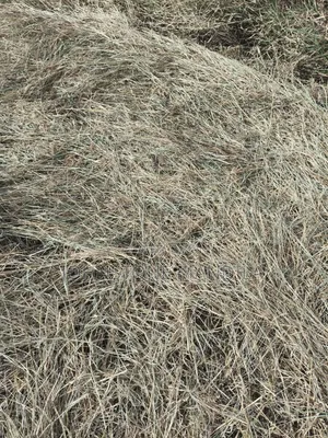 Boma Rhodes Hay - Very Clean and Fresh