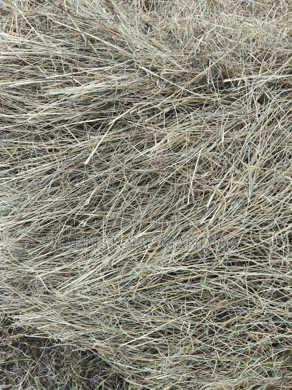 Boma Rhodes Hay - Very Clean and Fresh