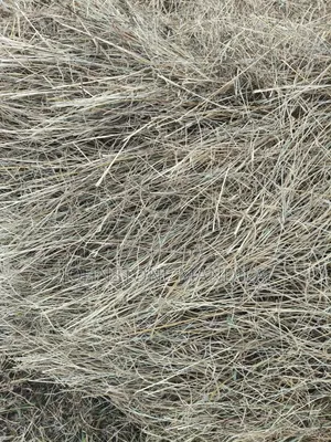 Boma Rhodes Hay - Very Clean and Fresh