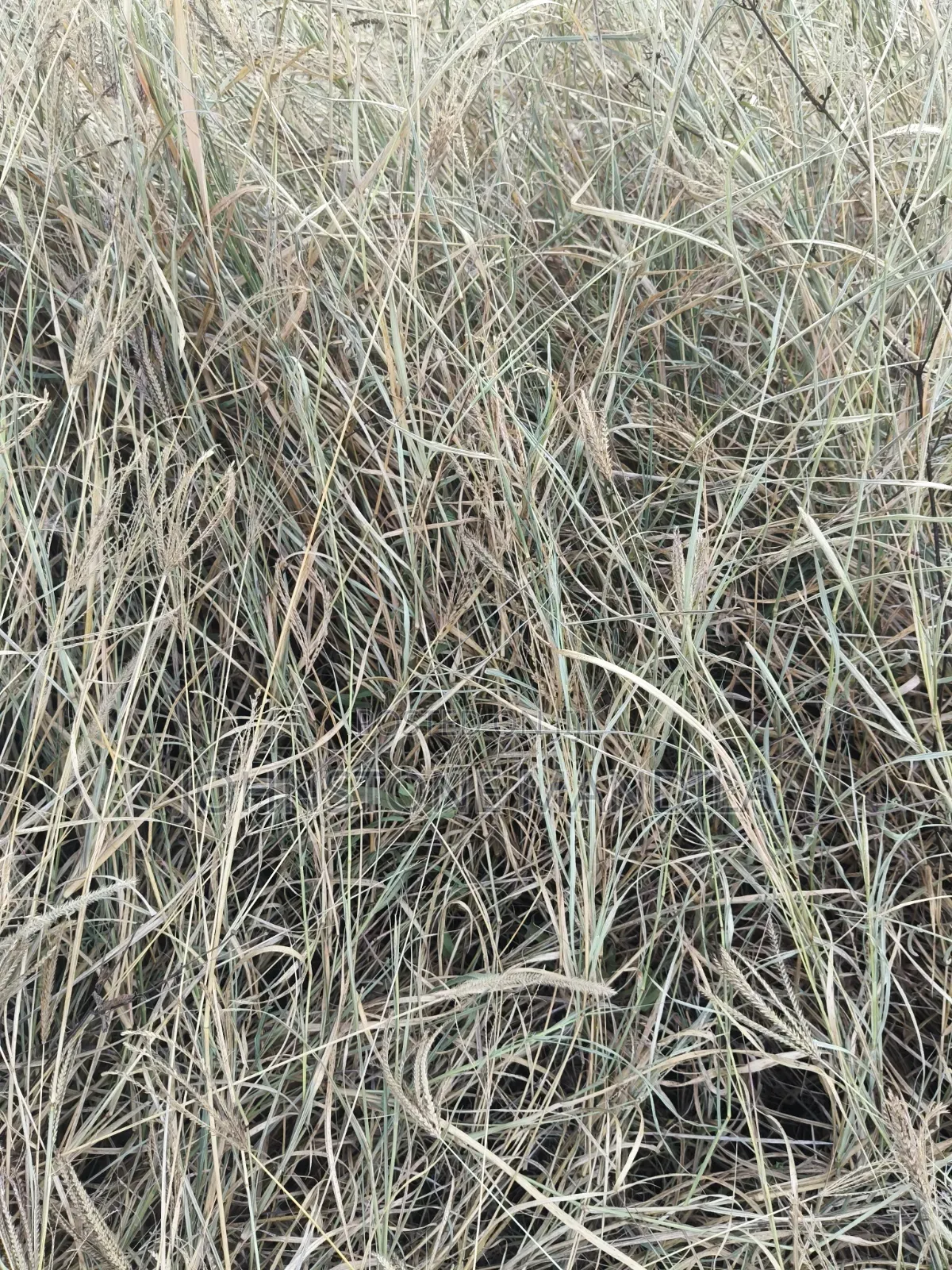 Boma Rhodes Hay - Very Clean and Fresh