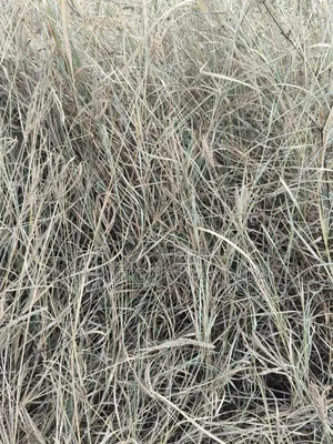 Boma Rhodes Hay - Very Clean and Fresh
