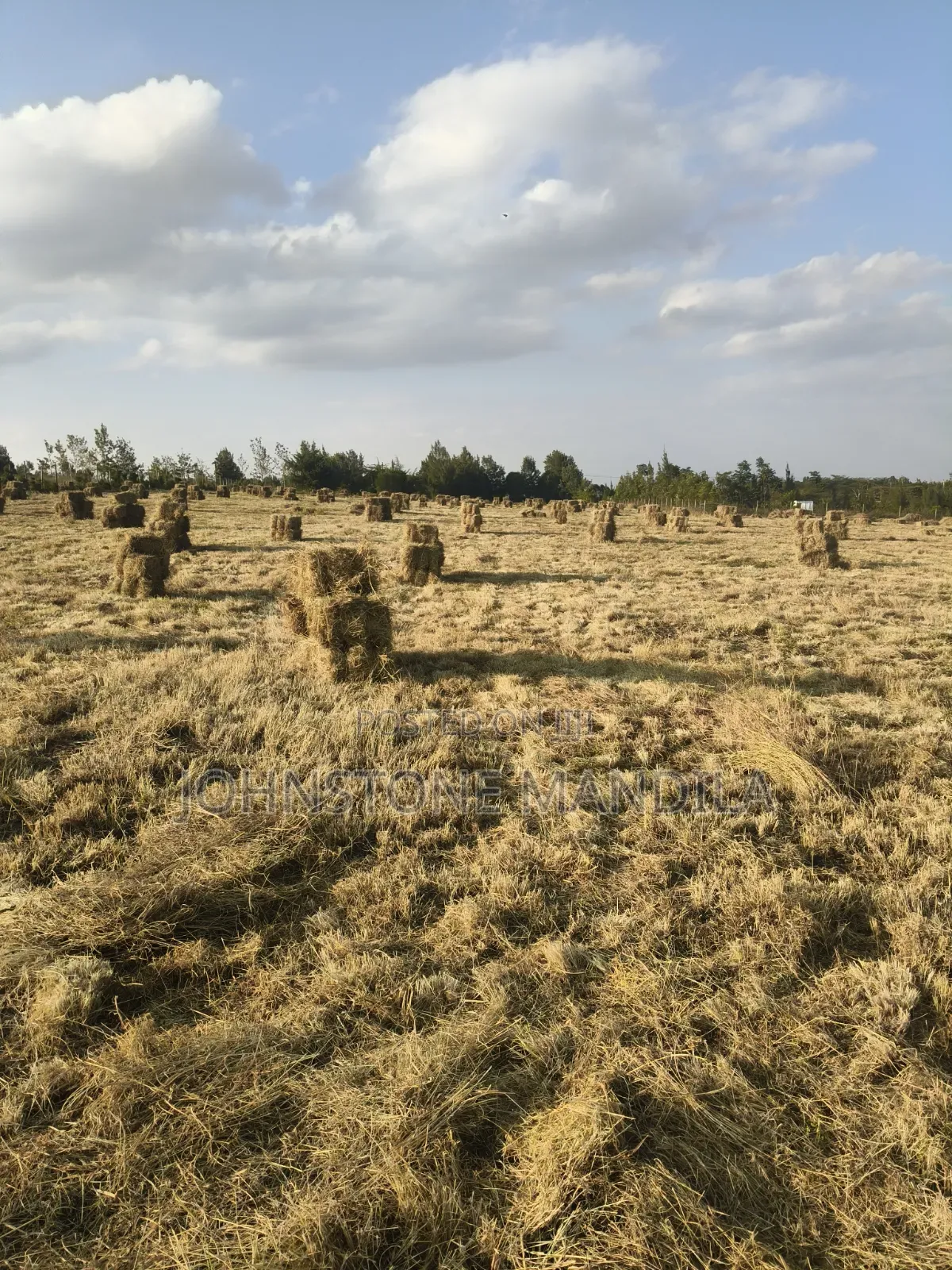 Boma Rhodes Hay - Very Clean and Fresh