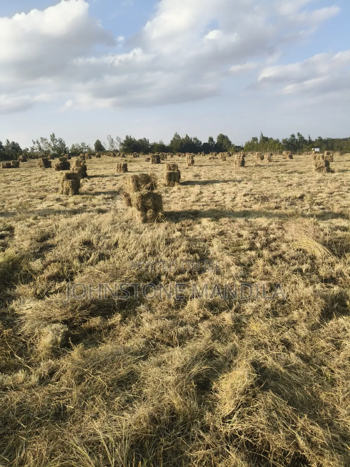 Boma Rhodes Hay - Very Clean and Fresh