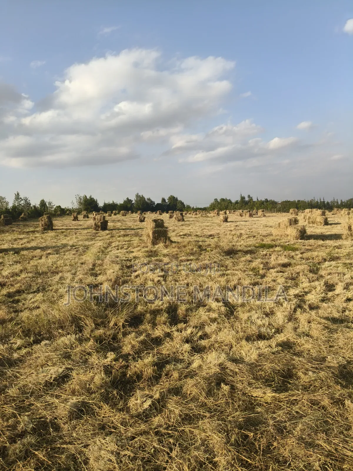 Boma Rhodes Hay - Very Clean and Fresh