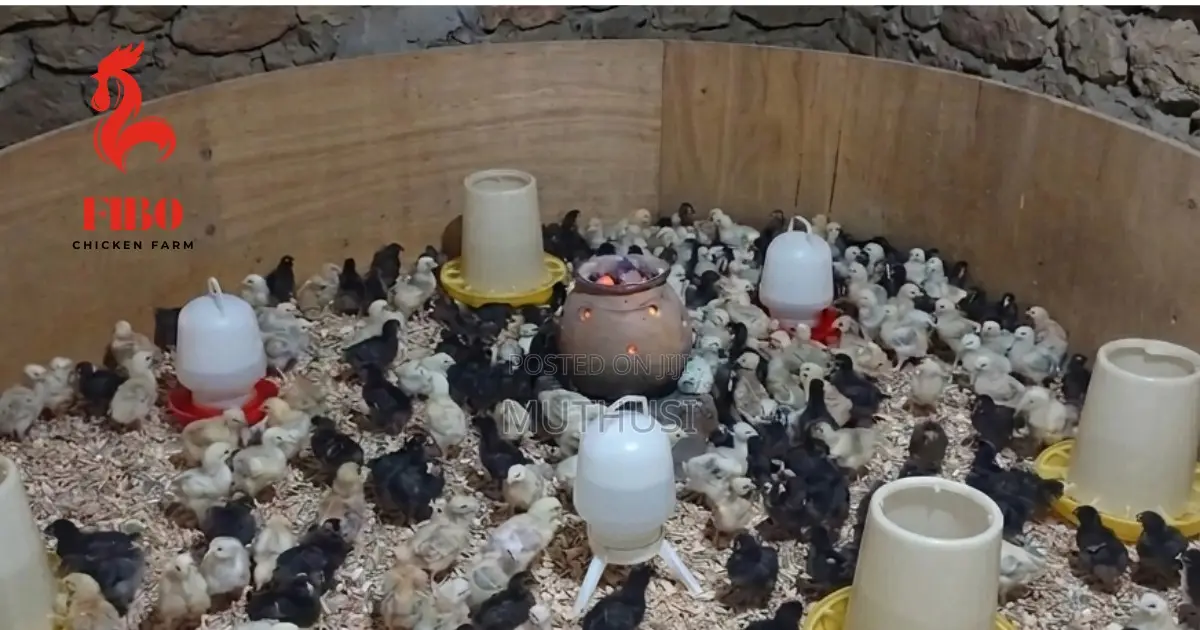 Improved Kienyeji Day Old Chicks