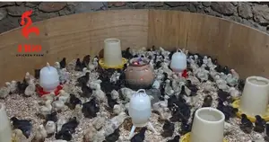 Improved Kienyeji Day Old Chicks