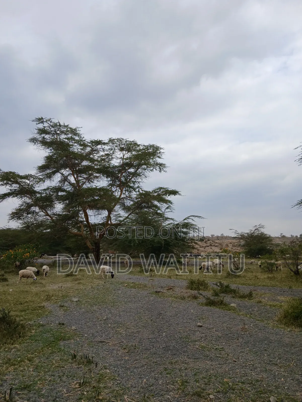 Land for Sale