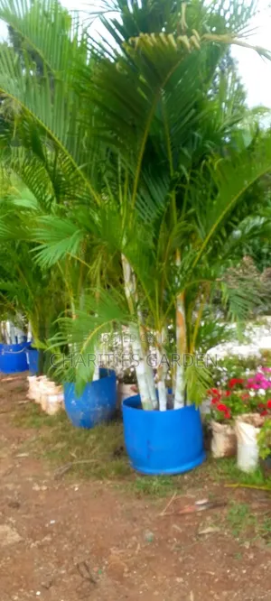 Golden Palms