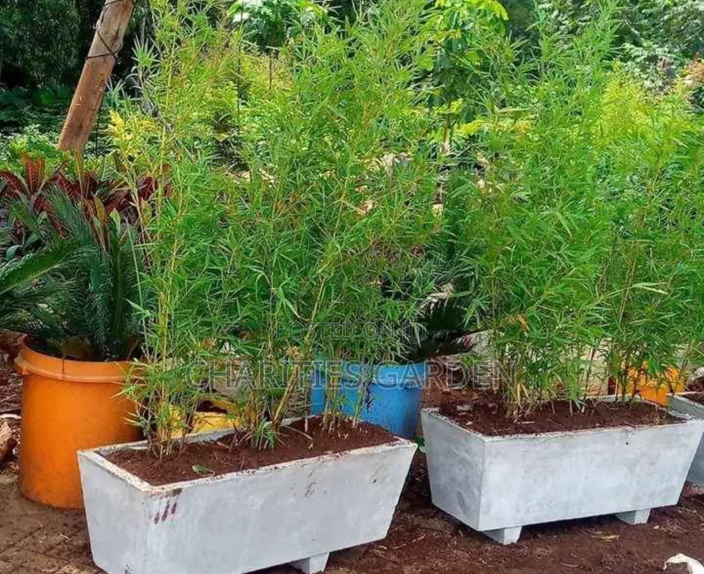 Potted Bamboo