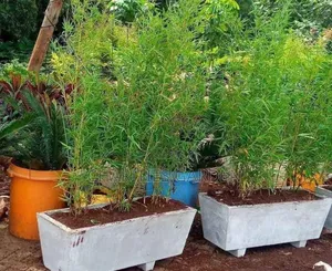 Potted Bamboo