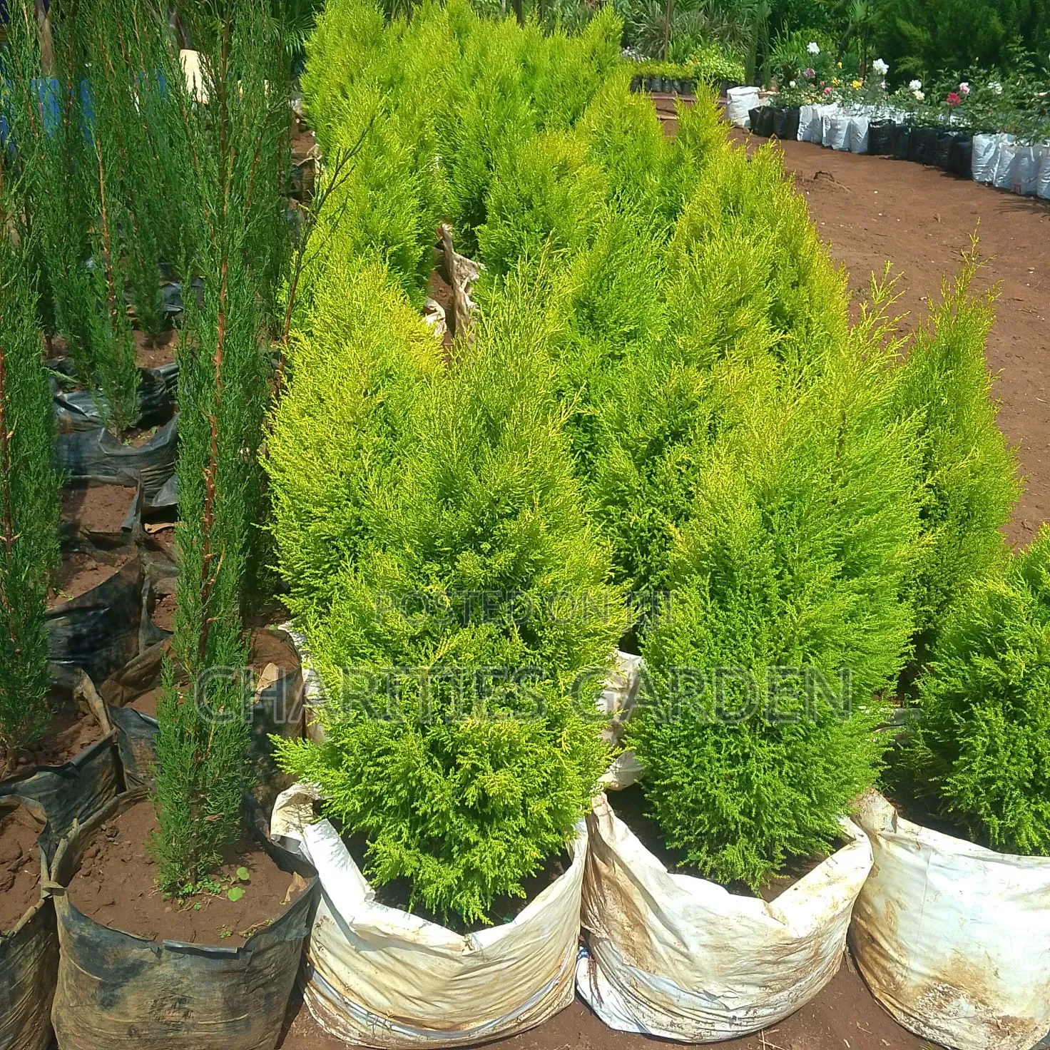 Lemon Cypress