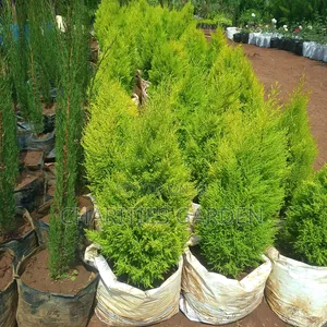 Lemon Cypress