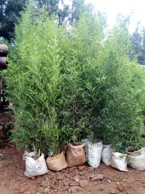 Tall Bamboo Trees