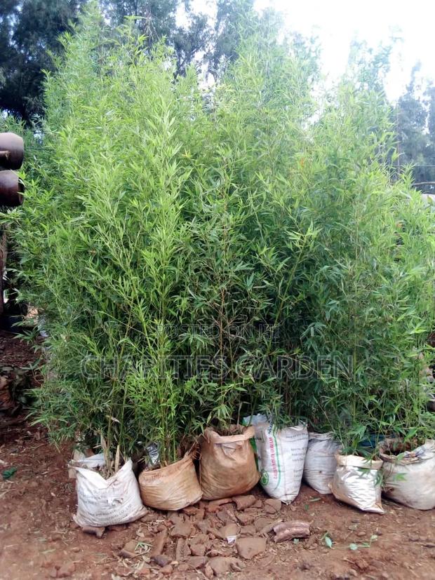 Tall Bamboo Trees